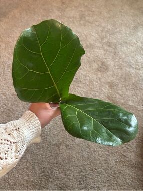 Fiddle Leaf Fig Rooted Top Cutting - Large Glossy Green Leaves